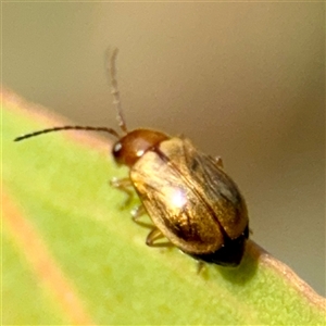 Monolepta sp. (genus) (Leaf beetle) at Campbell, ACT - Yesterday by Hejor1