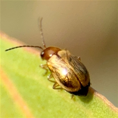 Monolepta sp. (genus) (Leaf beetle) at Campbell, ACT - 19 Feb 2025 by Hejor1