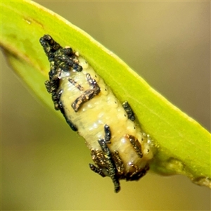 Gonipterini sp. (tribe) (A weevil) at Campbell, ACT - Yesterday by Hejor1