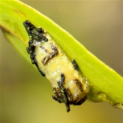 Gonipterini sp. (tribe) (A weevil) at Campbell, ACT - 19 Feb 2025 by Hejor1