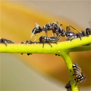 Cicadellidae (family) at Campbell, ACT - Yesterday by Hejor1