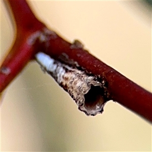 Machaerotinae sp. (family) (Tube Spittlebugs) at Campbell, ACT - Yesterday by Hejor1