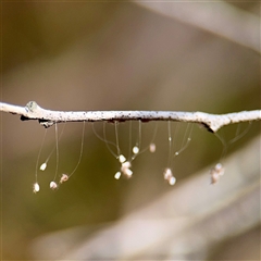 Neuroptera (order) (Unidentified lacewing) at Campbell, ACT - 19 Feb 2025 by Hejor1