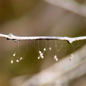 Neuroptera (order) (Unidentified lacewing) at Campbell, ACT - Yesterday by Hejor1