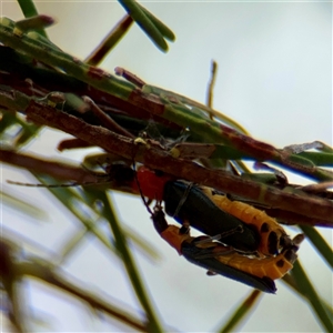 Chauliognathus tricolor (Tricolor soldier beetle) at Campbell, ACT - Yesterday by Hejor1