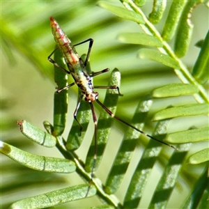 Rayieria acaciae (Acacia-spotting bug) at Campbell, ACT - Yesterday by Hejor1