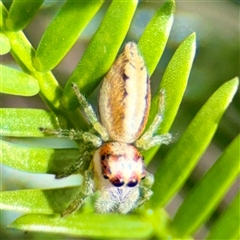 Opisthoncus abnormis (Long-legged Jumper) at Campbell, ACT - 19 Feb 2025 by Hejor1