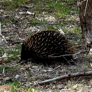 Tachyglossus aculeatus (Short-beaked Echidna) at Campbell, ACT - Yesterday by Hejor1