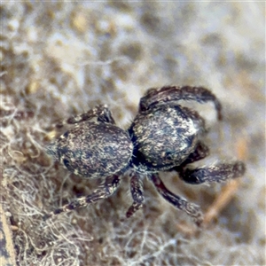 Simaetha sp. (genus) at Campbell, ACT - 19 Feb 2025 by Hejor1