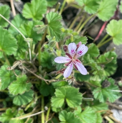 Pelargonium australe (Austral Stork's-bill) at Mount Clear, ACT - 19 Feb 2025 by JaneR