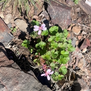 Pelargonium australe at Mount Clear, ACT - 19 Feb 2025 11:51 AM