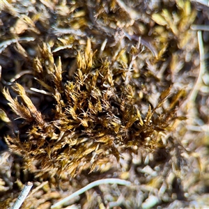 Grimmia sp. at Campbell, ACT - Yesterday by Hejor1