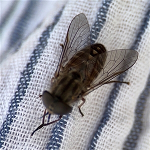 Dasybasis sp. (genus) (A march fly) at Campbell, ACT - Yesterday by Hejor1