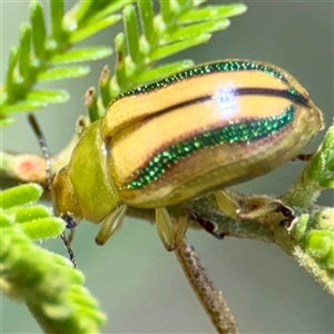 Calomela juncta (Leaf beetle) at Campbell, ACT - Yesterday by Hejor1