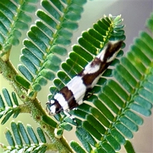 Macrobathra desmotoma ( A Cosmet moth) at Campbell, ACT - Yesterday by Hejor1