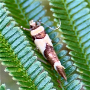 Macrobathra chrysotoxa (A cosmet moth) at Campbell, ACT - Yesterday by Hejor1