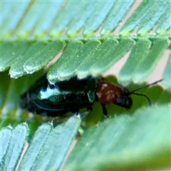 Adoxia benallae (Leaf beetle) at Campbell, ACT - 19 Feb 2025 by Hejor1