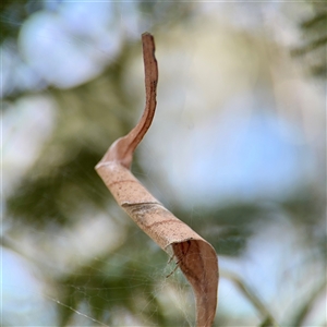 Phonognathidae (family) (Leaf curling orb-weavers) at Campbell, ACT - Yesterday by Hejor1