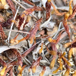 Polytrichaceae sp. (family) at Campbell, ACT - Yesterday by Hejor1