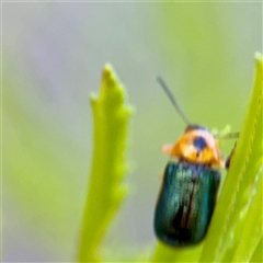 Aporocera (Aporocera) consors (A leaf beetle) at Campbell, ACT - 19 Feb 2025 by Hejor1