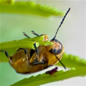 Aporocera (Aporocera) consors at Campbell, ACT - 19 Feb 2025 04:12 PM