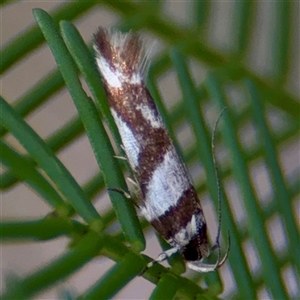 Macrobathra desmotoma at Campbell, ACT - 19 Feb 2025 04:09 PM