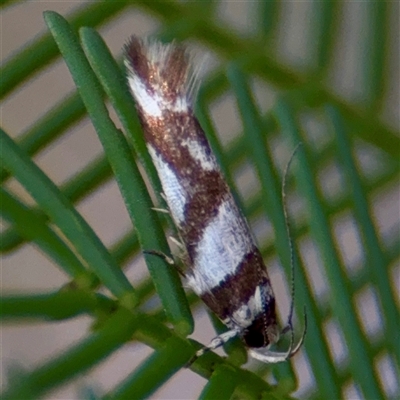 Macrobathra desmotoma ( A Cosmet moth) at Campbell, ACT - 19 Feb 2025 by Hejor1