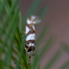 Macrobathra desmotoma at Campbell, ACT - 19 Feb 2025 04:09 PM