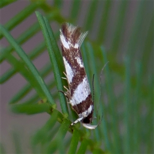 Macrobathra desmotoma at Campbell, ACT - 19 Feb 2025 04:09 PM