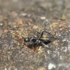 Camponotus aeneopilosus (A Golden-tailed sugar ant) at Campbell, ACT - 19 Feb 2025 by Hejor1