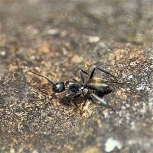 Camponotus aeneopilosus (A Golden-tailed sugar ant) at Campbell, ACT - Yesterday by Hejor1