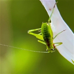 Caedicia simplex (Common Garden Katydid) at Queanbeyan, NSW - 18 Feb 2025 by Hejor1