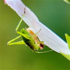 Caedicia simplex at Queanbeyan, NSW - 18 Feb 2025 07:14 PM