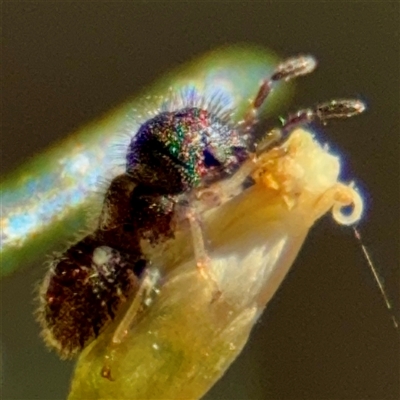 Collembola sp. (class) at Greenleigh, NSW - 18 Feb 2025 by Hejor1