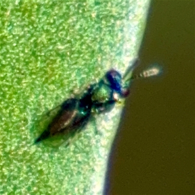 Chalcidoidea (superfamily) (A gall wasp or Chalcid wasp) at Greenleigh, NSW - 18 Feb 2025 by Hejor1