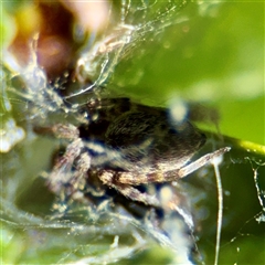 Badumna sp. (genus) (Lattice-web spider) at Cook, ACT - 18 Feb 2025 by Hejor1