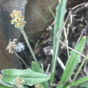 Plantago hispida at Mount Clear, ACT - 19 Feb 2025 11:54 AM