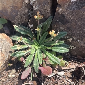 Plantago hispida at Mount Clear, ACT - 19 Feb 2025 11:54 AM