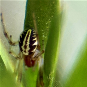 Phonognathidae (family) (Leaf curling orb-weavers) at Macquarie, ACT - 18 Feb 2025 by Hejor1