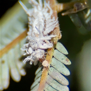 Cryptolaemus montrouzieri (Mealybug ladybird) at Macquarie, ACT - 18 Feb 2025 by Hejor1