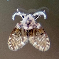 Clogmia albipunctata (Bathroom Moth Fly) at Macquarie, ACT - 18 Feb 2025 by Hejor1