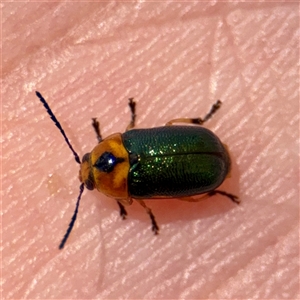 Aporocera (Aporocera) consors (A leaf beetle) at Macquarie, ACT - 18 Feb 2025 by Hejor1