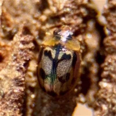 Peltoschema hamadryas (Hamadryas leaf beetle) at Macquarie, ACT - 18 Feb 2025 by Hejor1