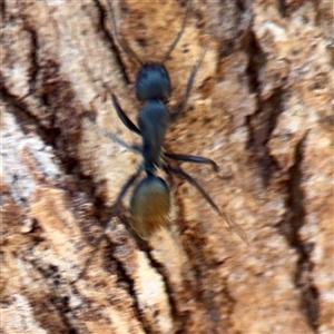 Camponotus aeneopilosus (A Golden-tailed sugar ant) at Macquarie, ACT - 18 Feb 2025 by Hejor1