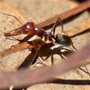 Iridomyrmex purpureus (Meat Ant) at Macquarie, ACT - 18 Feb 2025 by Hejor1