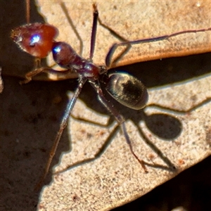 Iridomyrmex purpureus at Macquarie, ACT - 18 Feb 2025 12:22 PM