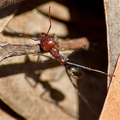 Iridomyrmex purpureus at Macquarie, ACT - 18 Feb 2025 12:22 PM