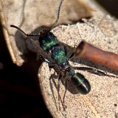 Rhytidoponera metallica at Macquarie, ACT - 18 Feb 2025 12:22 PM