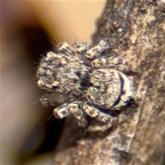 Maratus vespertilio (Bat-like peacock spider) at Macquarie, ACT - 18 Feb 2025 by Hejor1