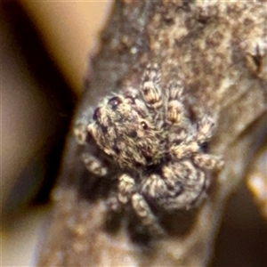 Maratus vespertilio at Macquarie, ACT - suppressed